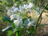 Clematis flammula