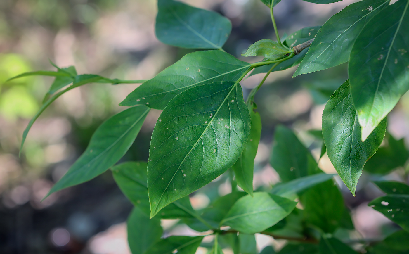 Image of genus Populus specimen.