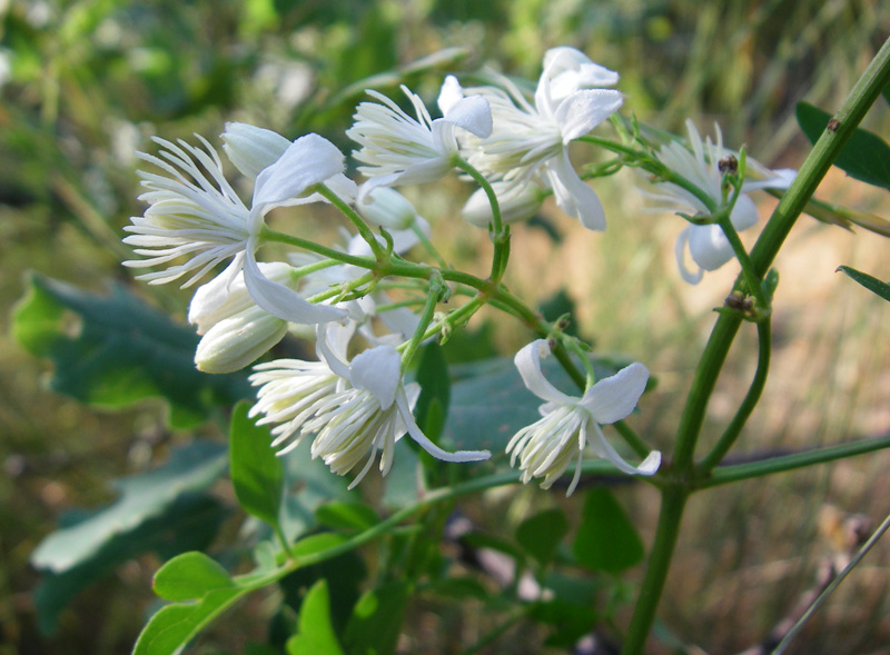 Image of Clematis flammula specimen.