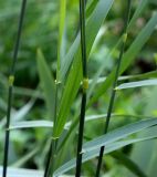 Elytrigia repens