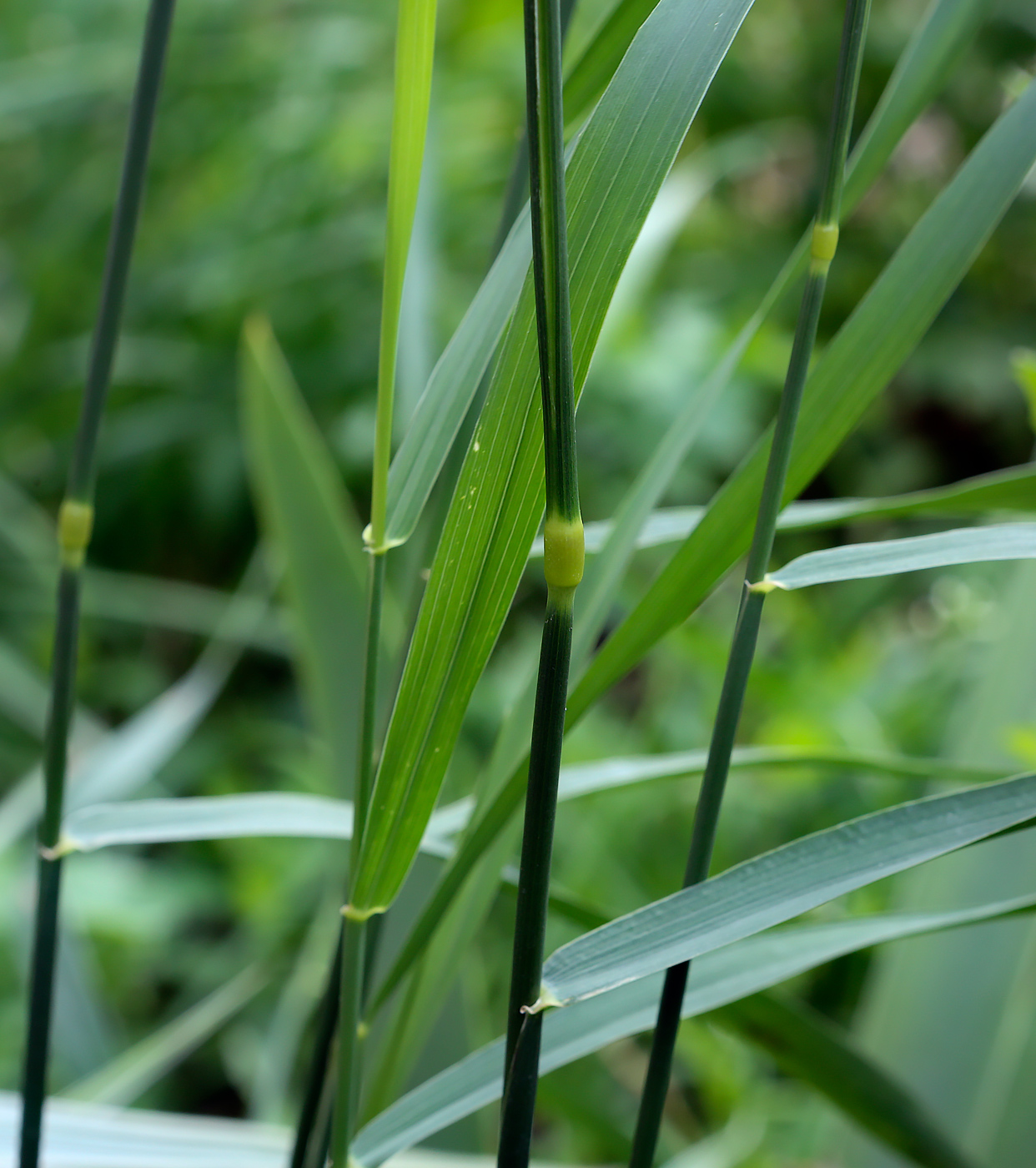 Image of Elytrigia repens specimen.