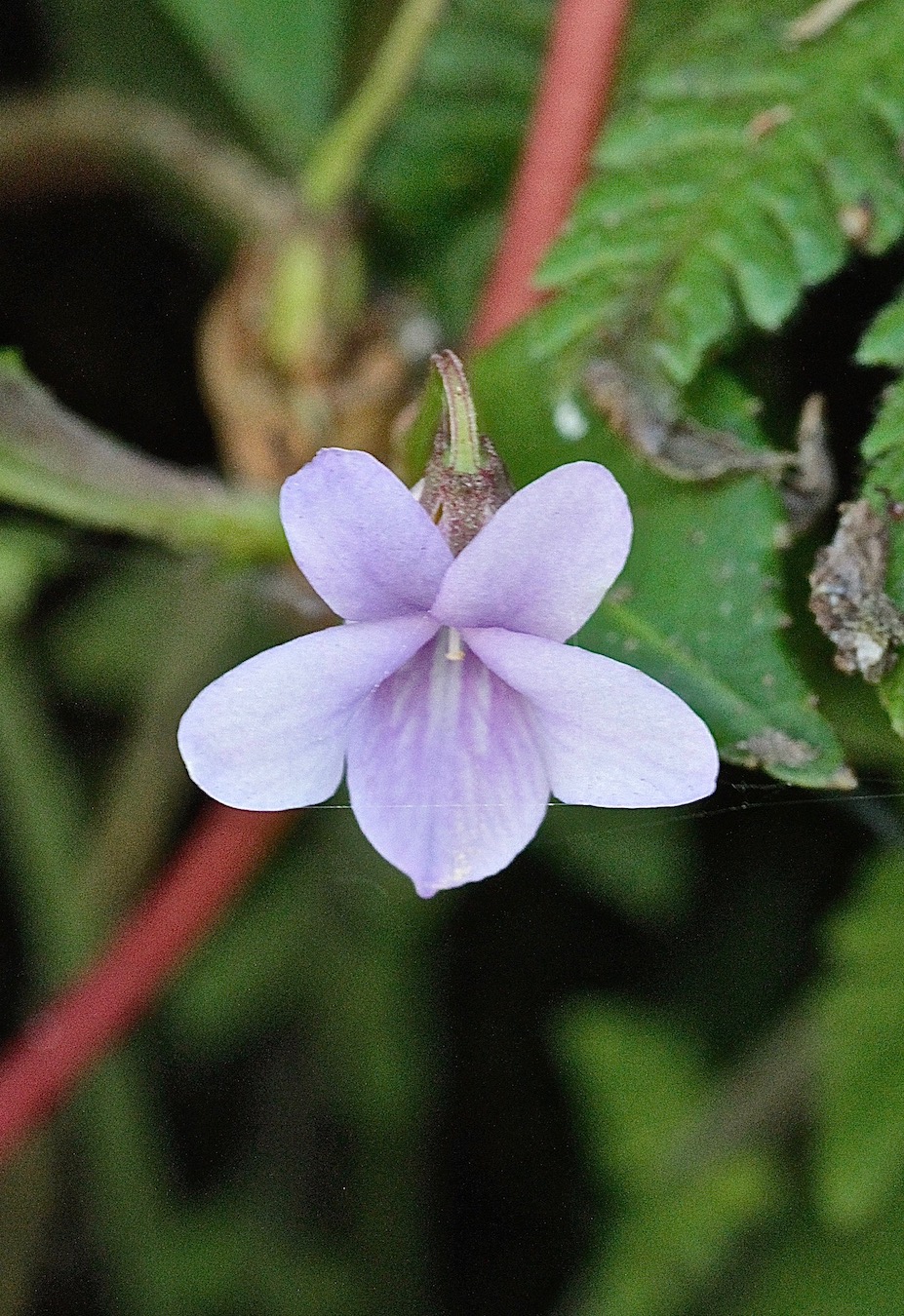 Изображение особи Viola scandens.