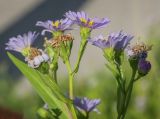 genus Symphyotrichum. Соцветия-корзинки. Пермский край, г. Пермь, Ленинский р-н, разнотравный газон. 24.07.2020.