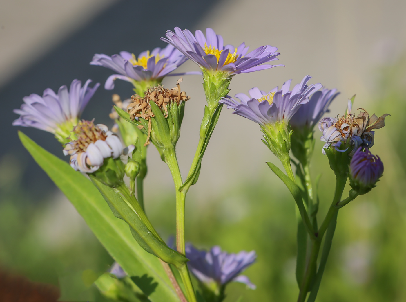 Изображение особи род Symphyotrichum.