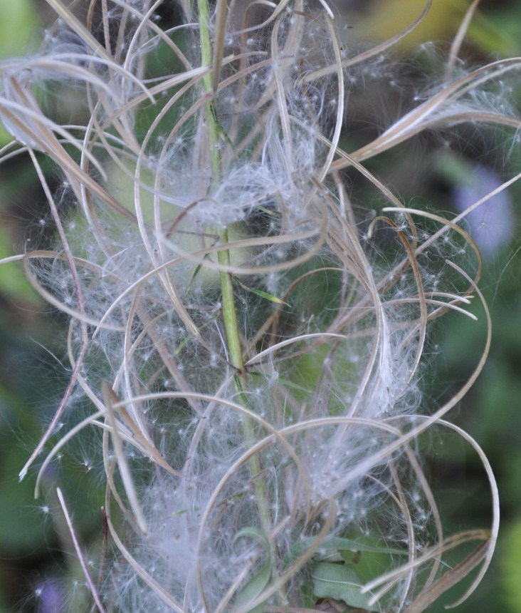 Image of Chamaenerion angustifolium specimen.