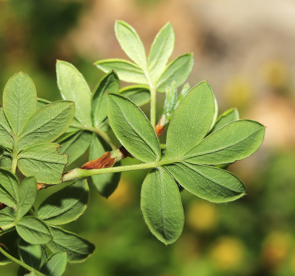 Image of Dasiphora fruticosa specimen.