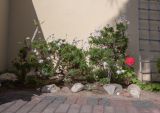 Argyranthemum frutescens. Цветущее растение (культивар). Намибия, регион Erongo, г. Свакопмунд, территория гостиницы. 02.03.2020.