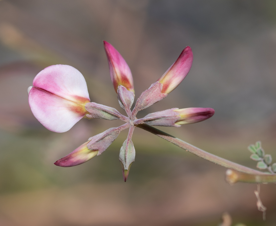 Image of Coronilla viminalis specimen.