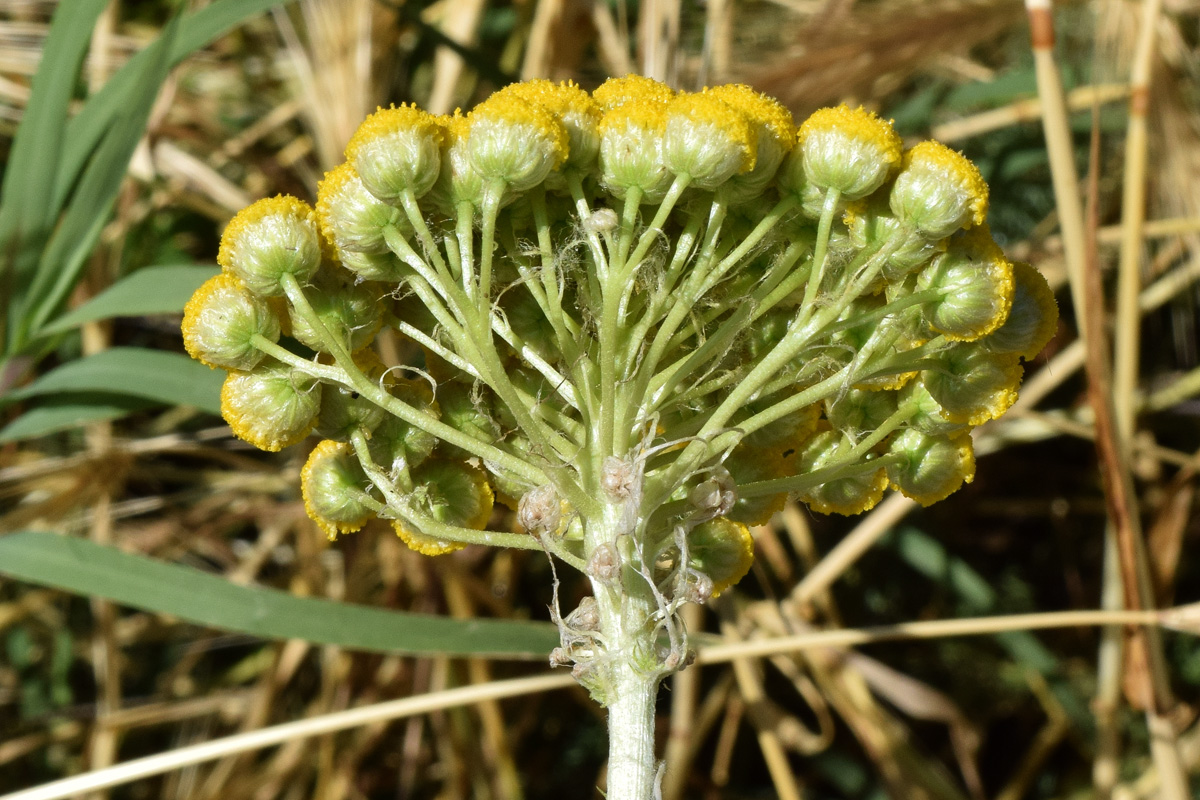 Image of Handelia trichophylla specimen.