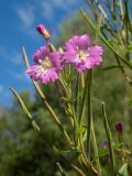Epilobium hirsutum. Верхушка побега с цветками и зреющими плодами. Тверская обл., Кимрский р-н, в овраге возле асфальтированной дороги между г. Дубна и дер. Клетино. 07.08.2020.