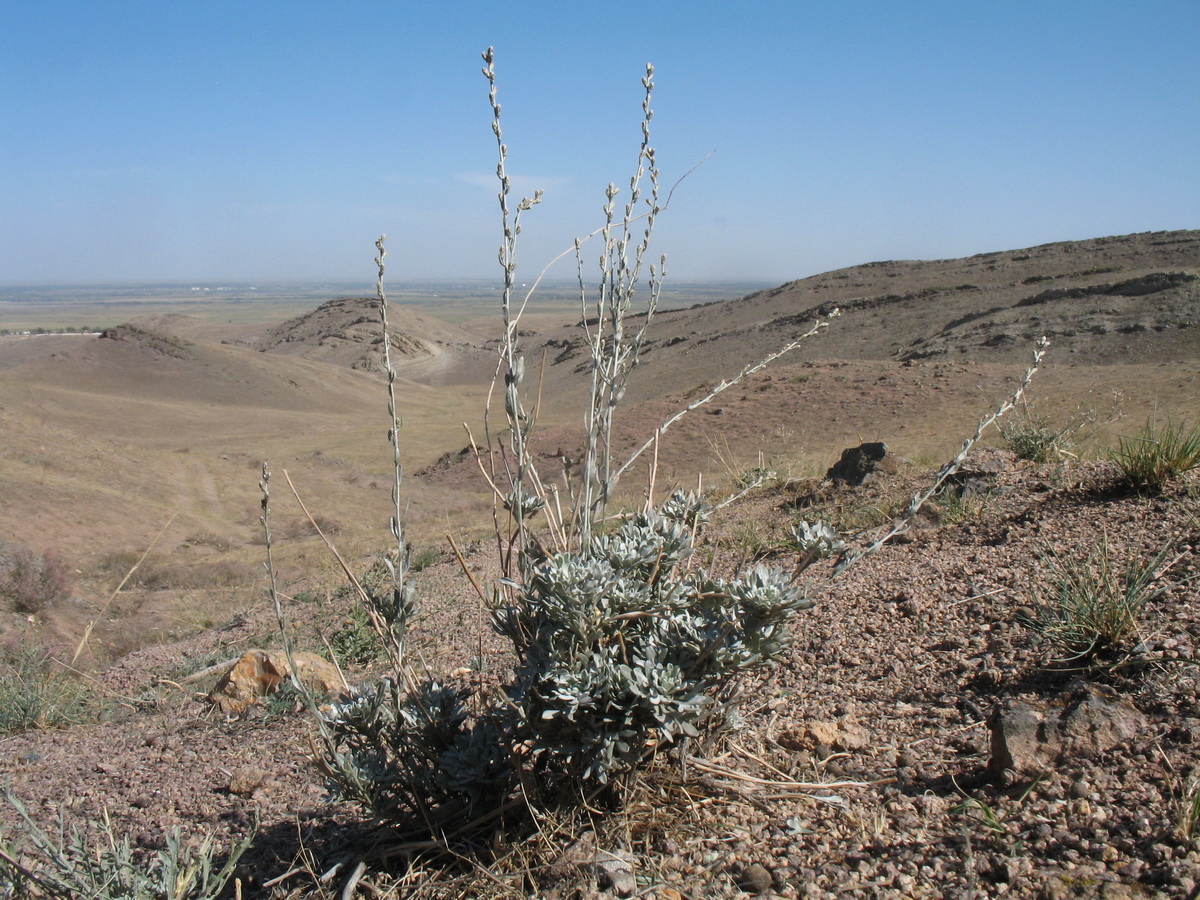 Image of genus Artemisia specimen.