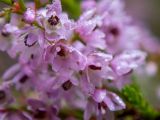 Calluna vulgaris. Цветки в каплях росы. Тверская обл., Кимрский р-н, окр. дер. Бурцево, поляна в сосновом бору. 01.08.2020.