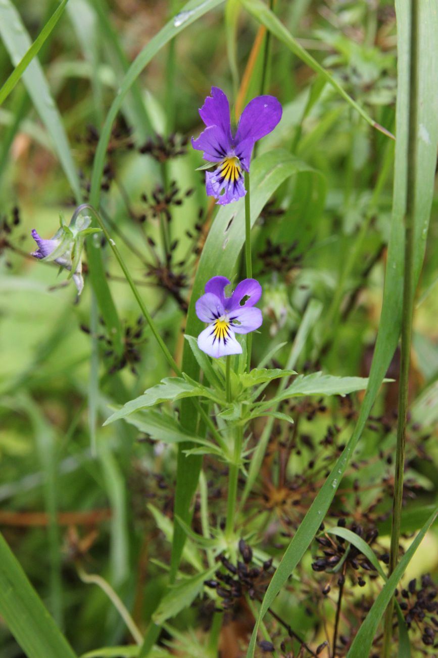 Изображение особи Viola tricolor.