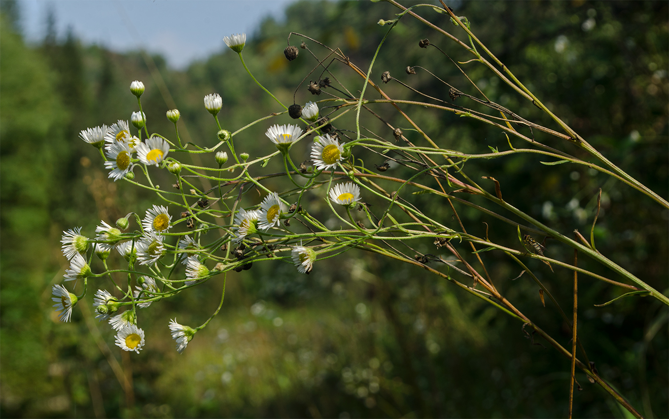 Изображение особи Erigeron annuus.