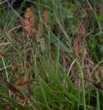 Carex cespitosa. Верхушки побегов с соцветиями. Тверская обл., Весьегонский р-н, с. Чистая Дуброва, Луговья, сырой луг. 30 мая 2020 г.