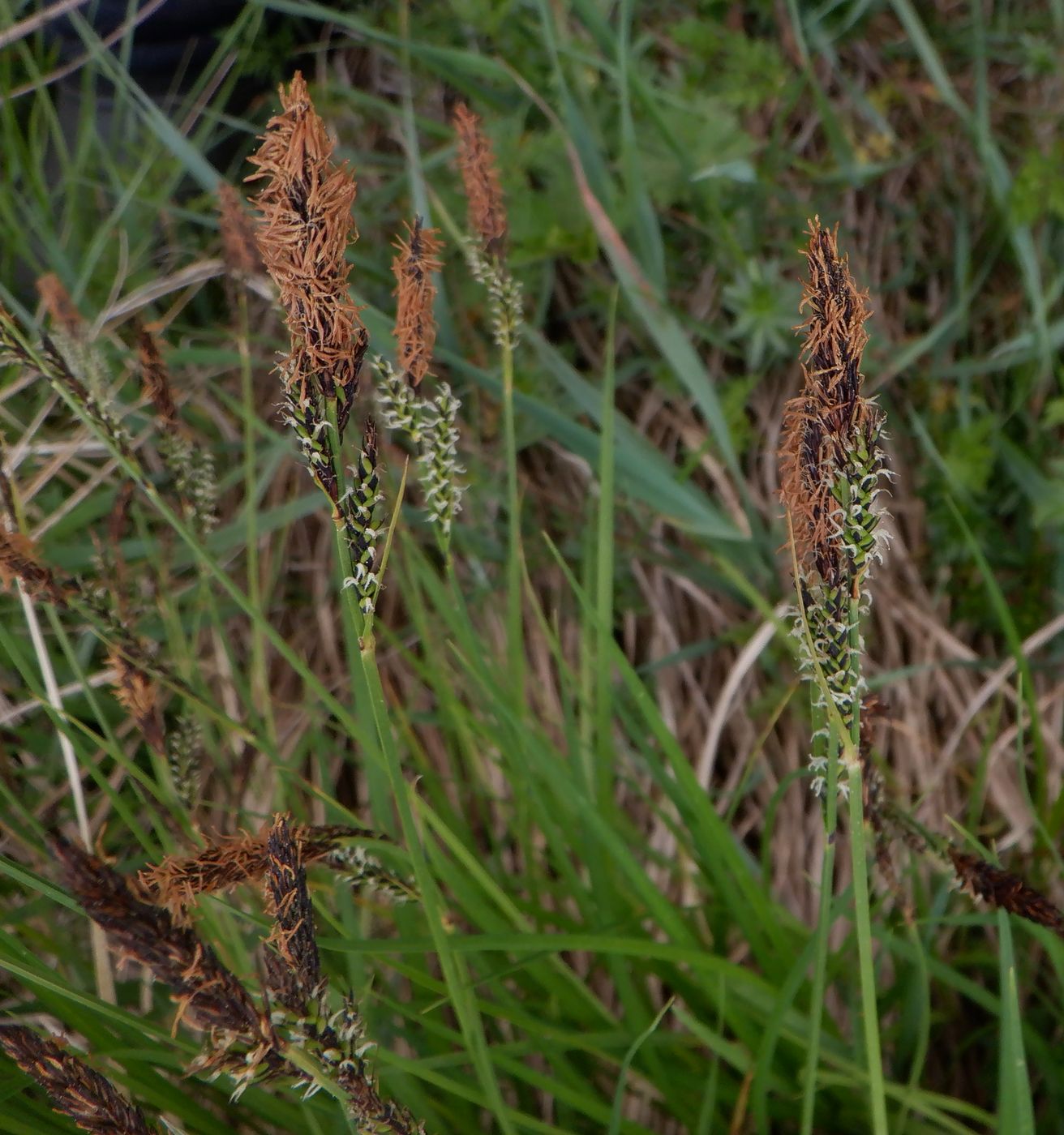 Изображение особи Carex cespitosa.