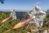 Dianthus fragrans. Цветок. Адыгея, Кавказский биосферный заповедник, хр. Каменное Море, ≈ 2000 м н.у.м., задернованные скалы. 31.08.2019.