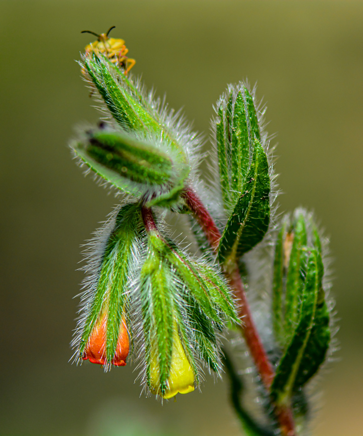 Изображение особи Onosma dichroantha.