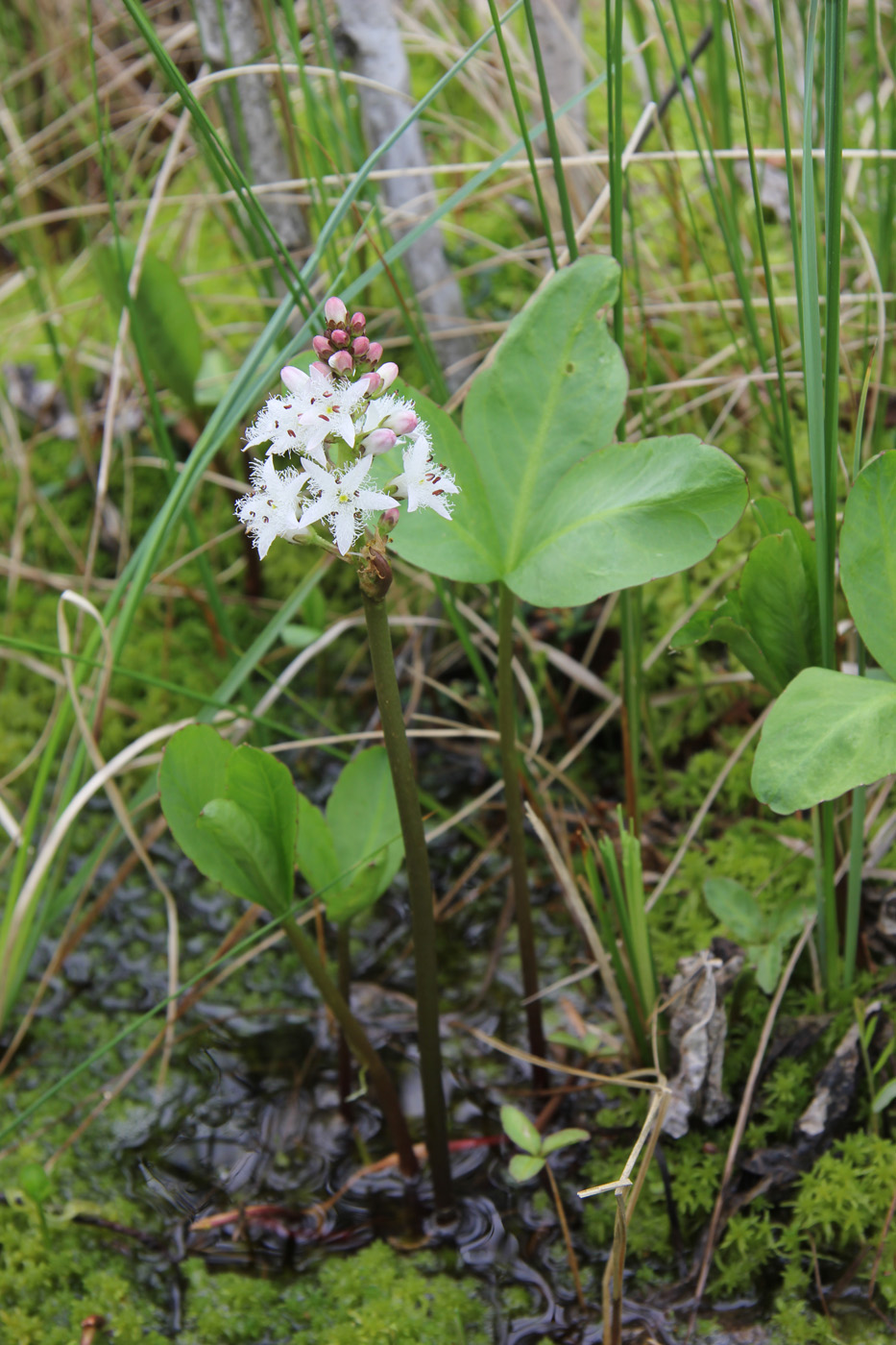 Image of Menyanthes trifoliata specimen.