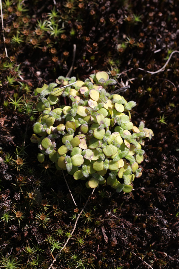 Image of class Magnoliopsida specimen.