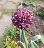 Allium aflatunense. Бутонизирующее соцветие. Тверская обл., Весьегонск, в культуре. 29 мая 2020 г.