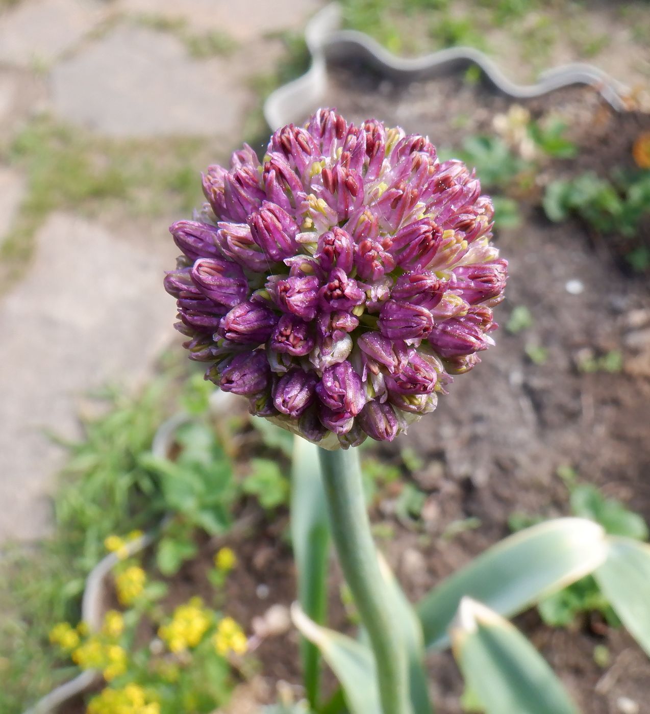 Image of Allium aflatunense specimen.