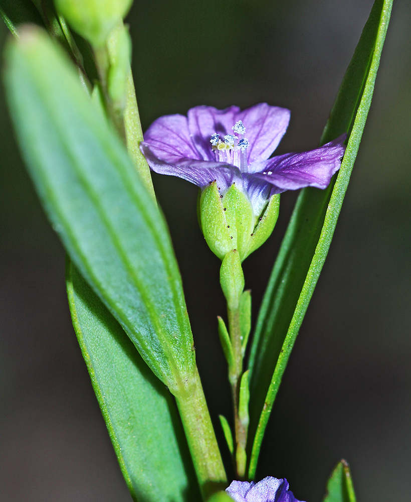 Image of Linum stelleroides specimen.