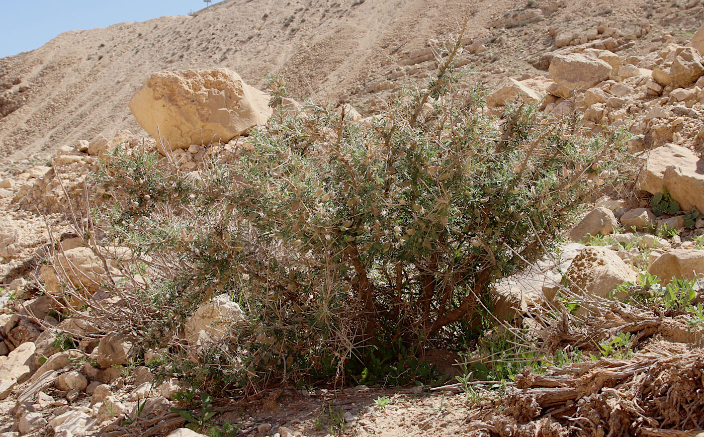 Изображение особи Astragalus spinosus.