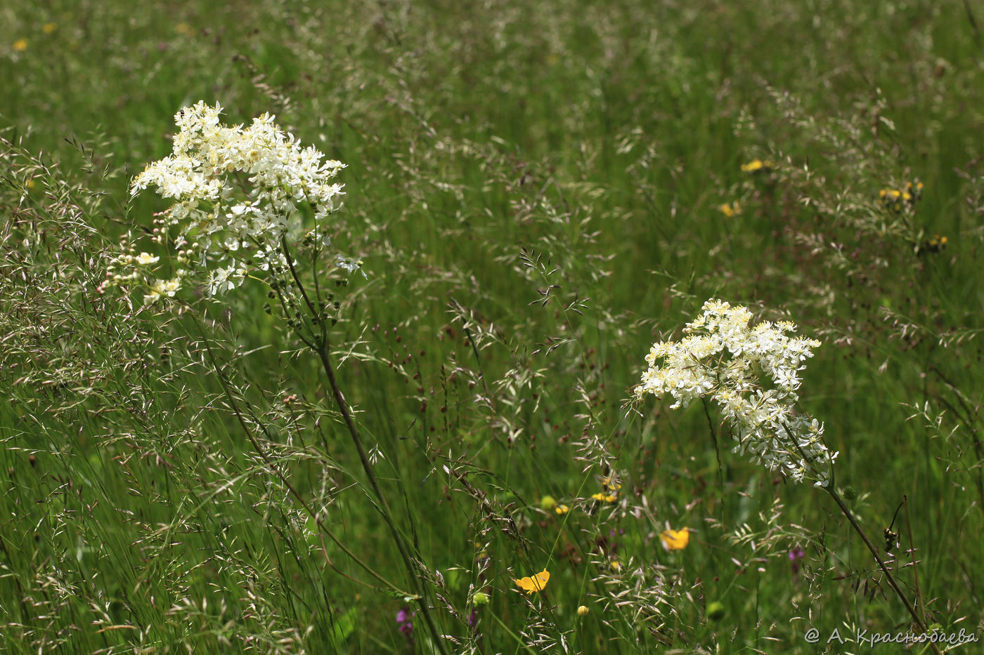 Изображение особи Filipendula vulgaris.