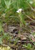 Minuartia arctica. Цветущее растение. Красноярский край, г. Норильск, окр. р-на Талнах, на склоне горы. 11.07.2020.