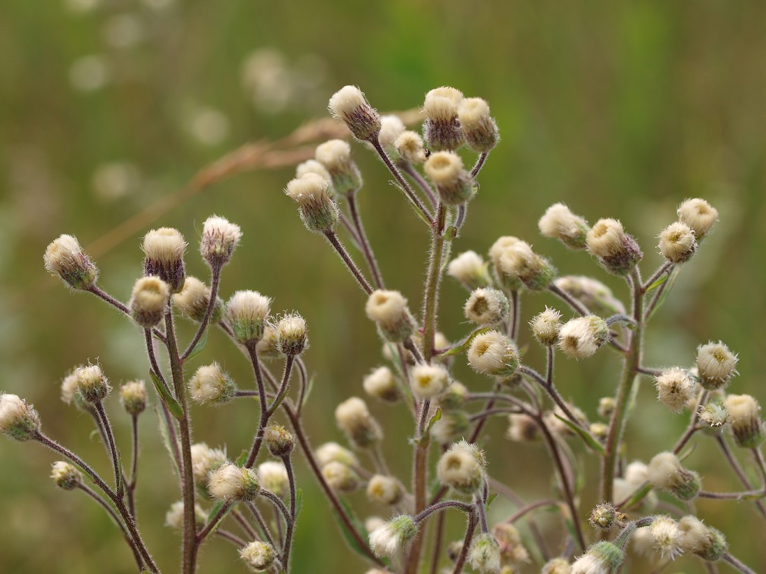 Image of Erigeron acris specimen.