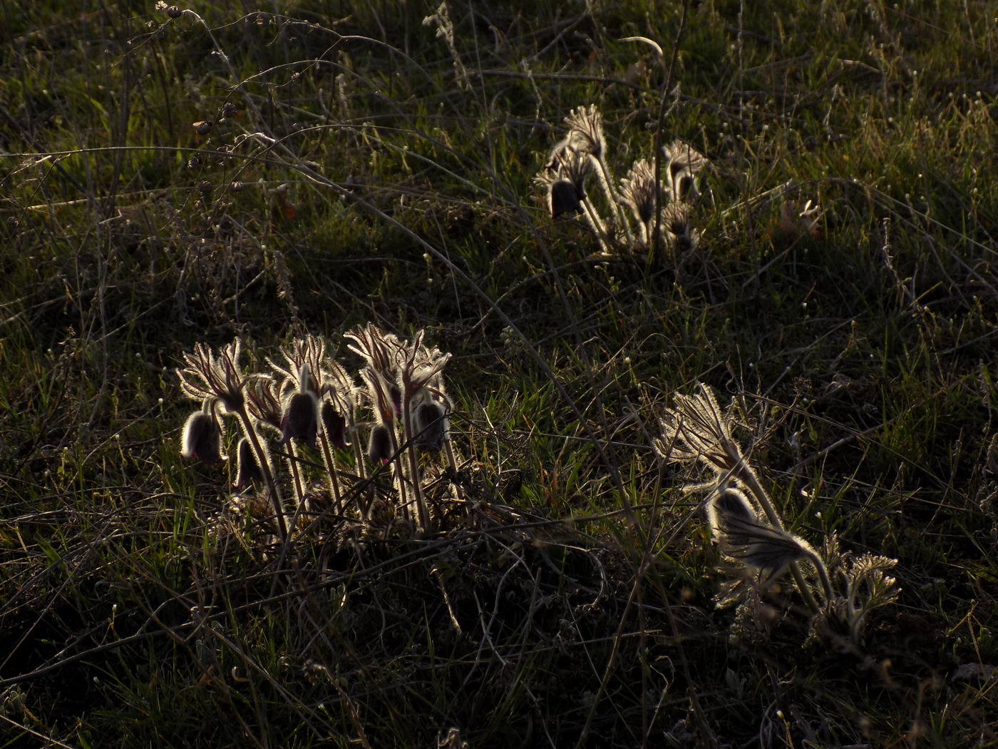 Image of Pulsatilla bohemica specimen.