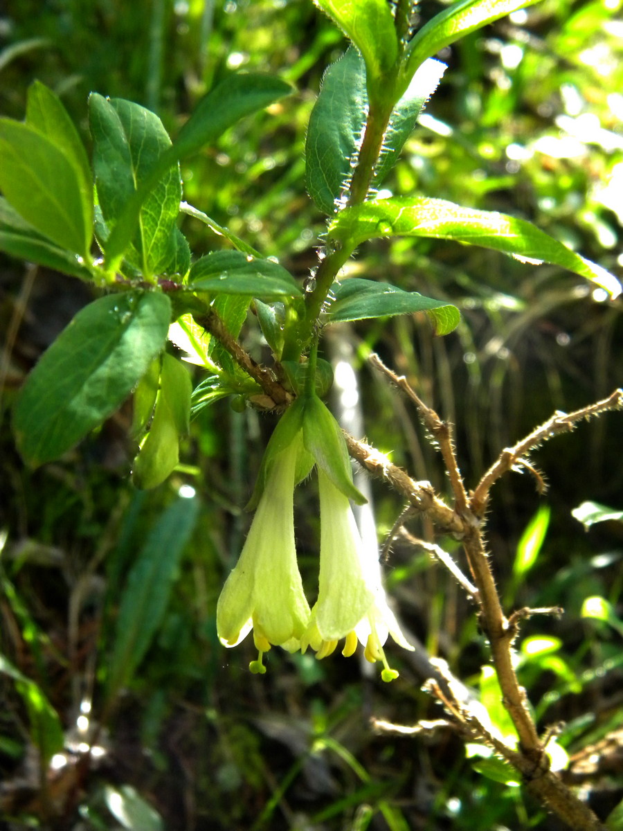 Image of Lonicera hispida specimen.