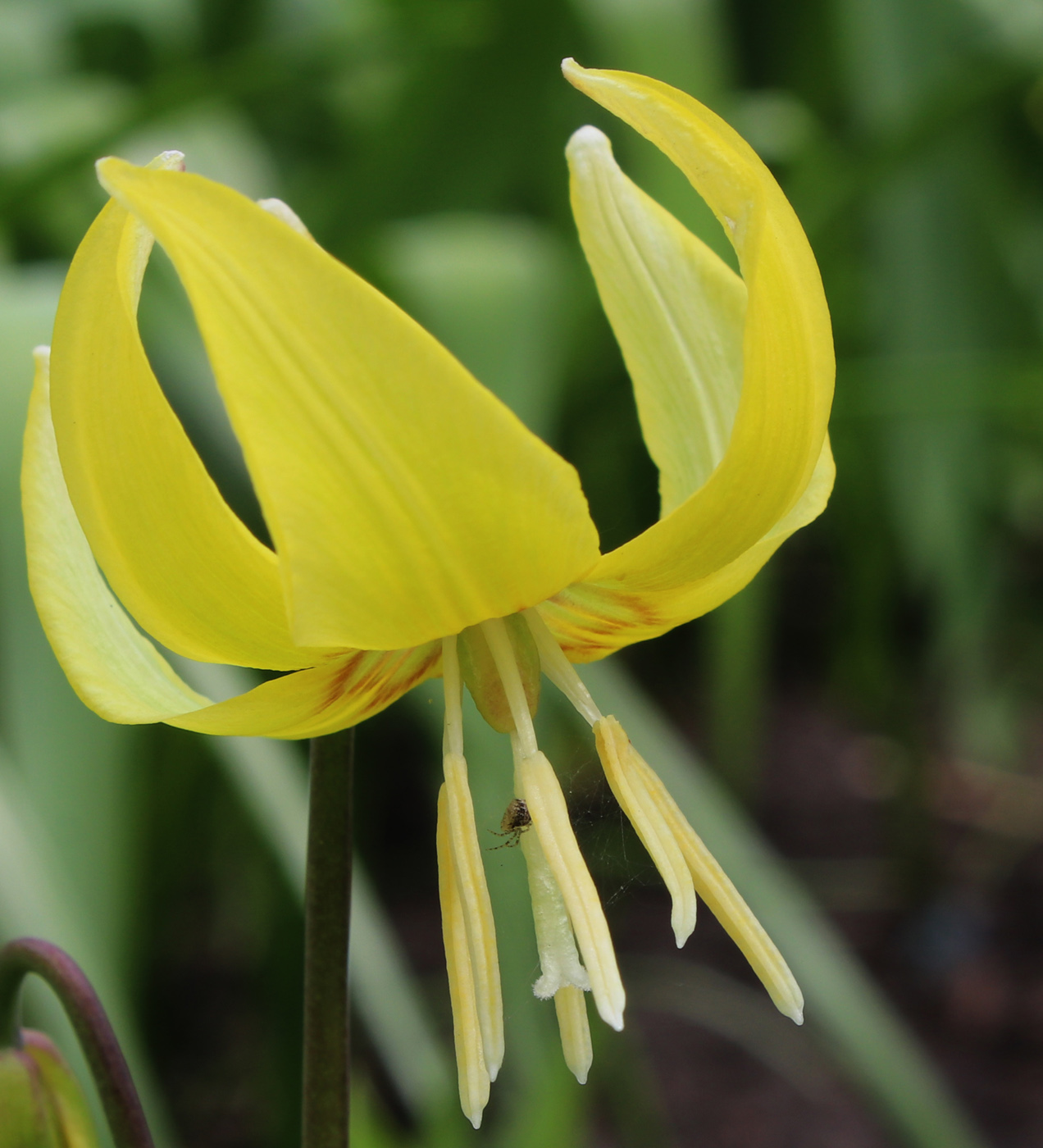 Image of Erythronium tuolumnense specimen.