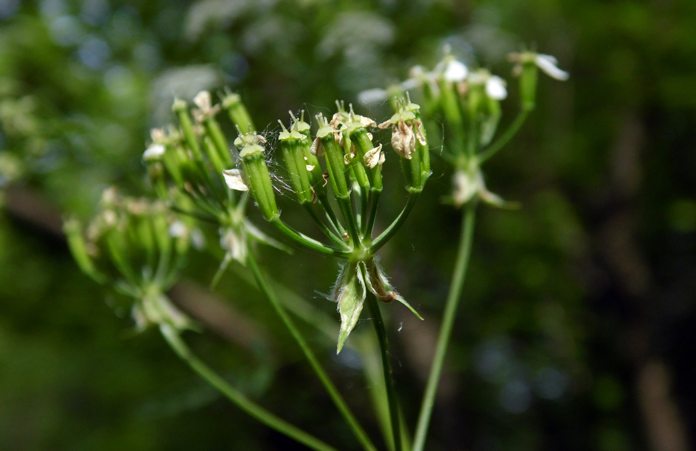 Image of Anthriscus sylvestris specimen.