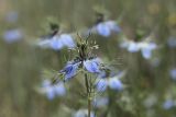 Nigella damascena