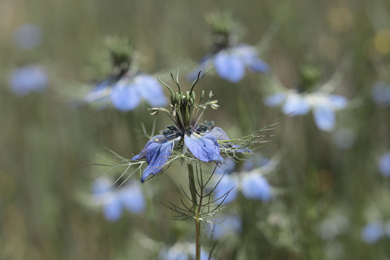 Изображение особи Nigella damascena.