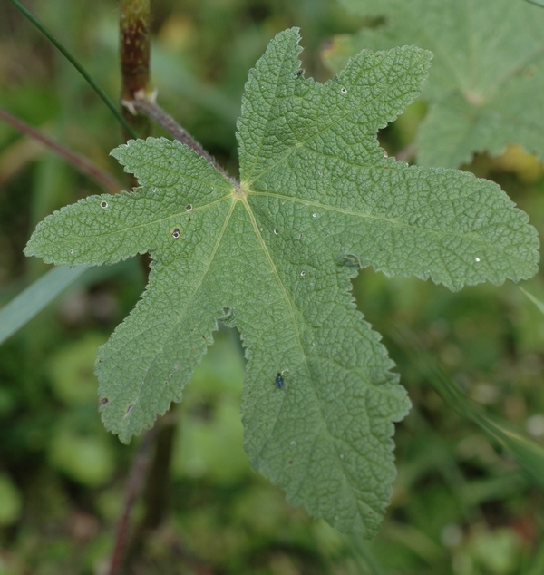 Image of Alcea frolowiana specimen.