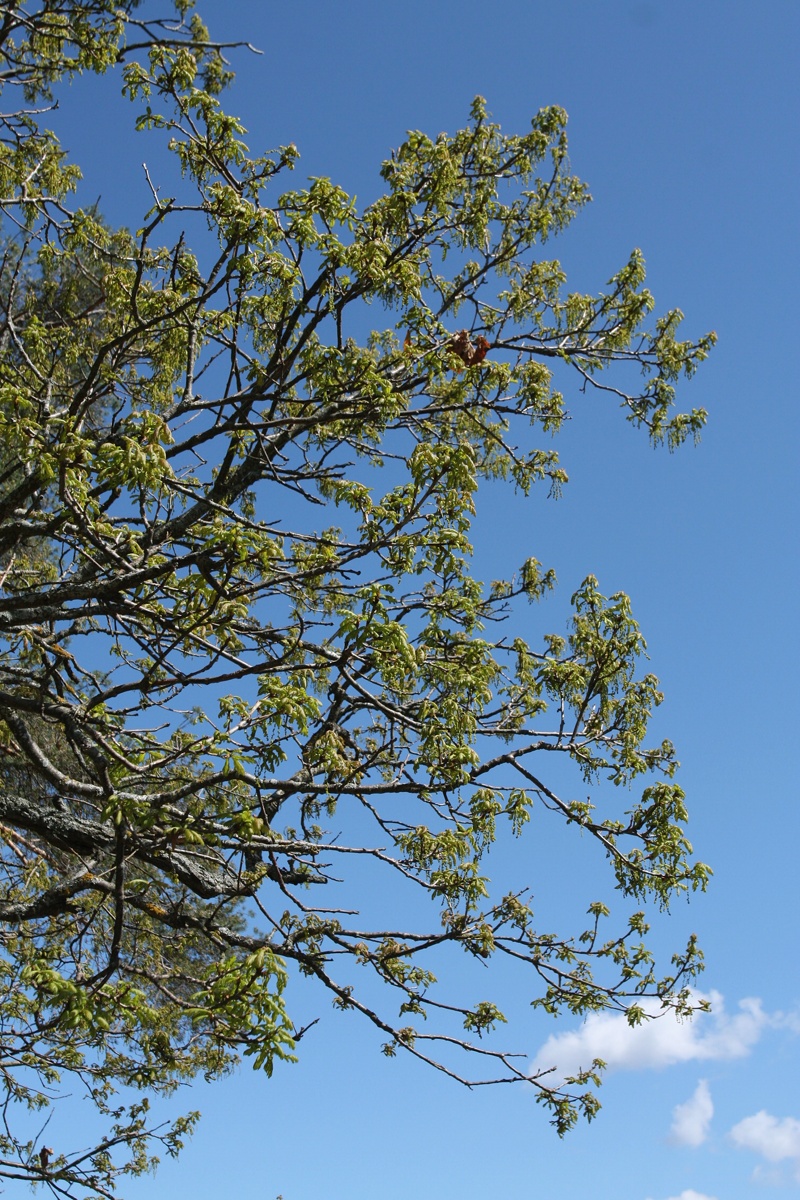 Image of Quercus robur specimen.