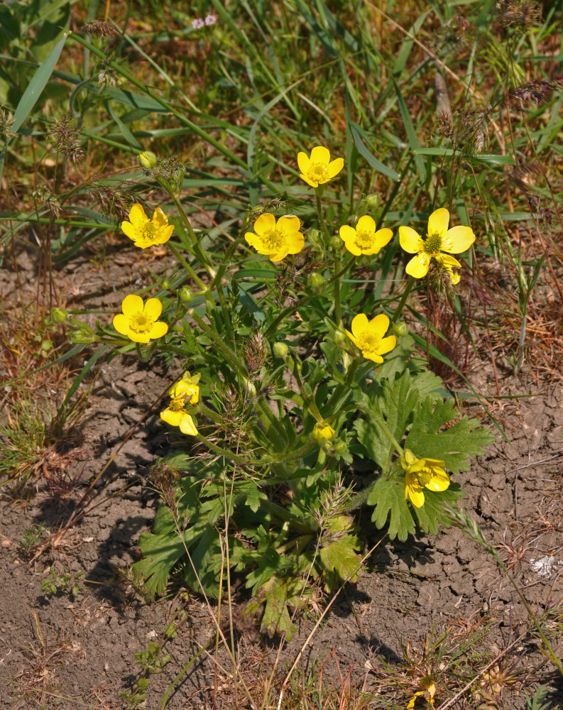 Изображение особи Ranunculus oxyspermus.