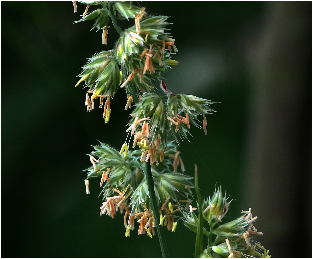 Изображение особи Dactylis glomerata.