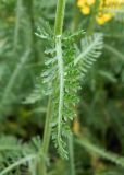 род Achillea. Лист. Германия, г. Дортмунд, Westfalenpark. Июль.