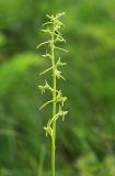 Platanthera tipuloides