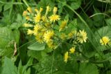 Crepis praemorsa. Соцветие. Санкт-Петербург, Дудергофские высоты, склон южной экспозиции, поляна среди широколиственного леса. 13.06.2021.