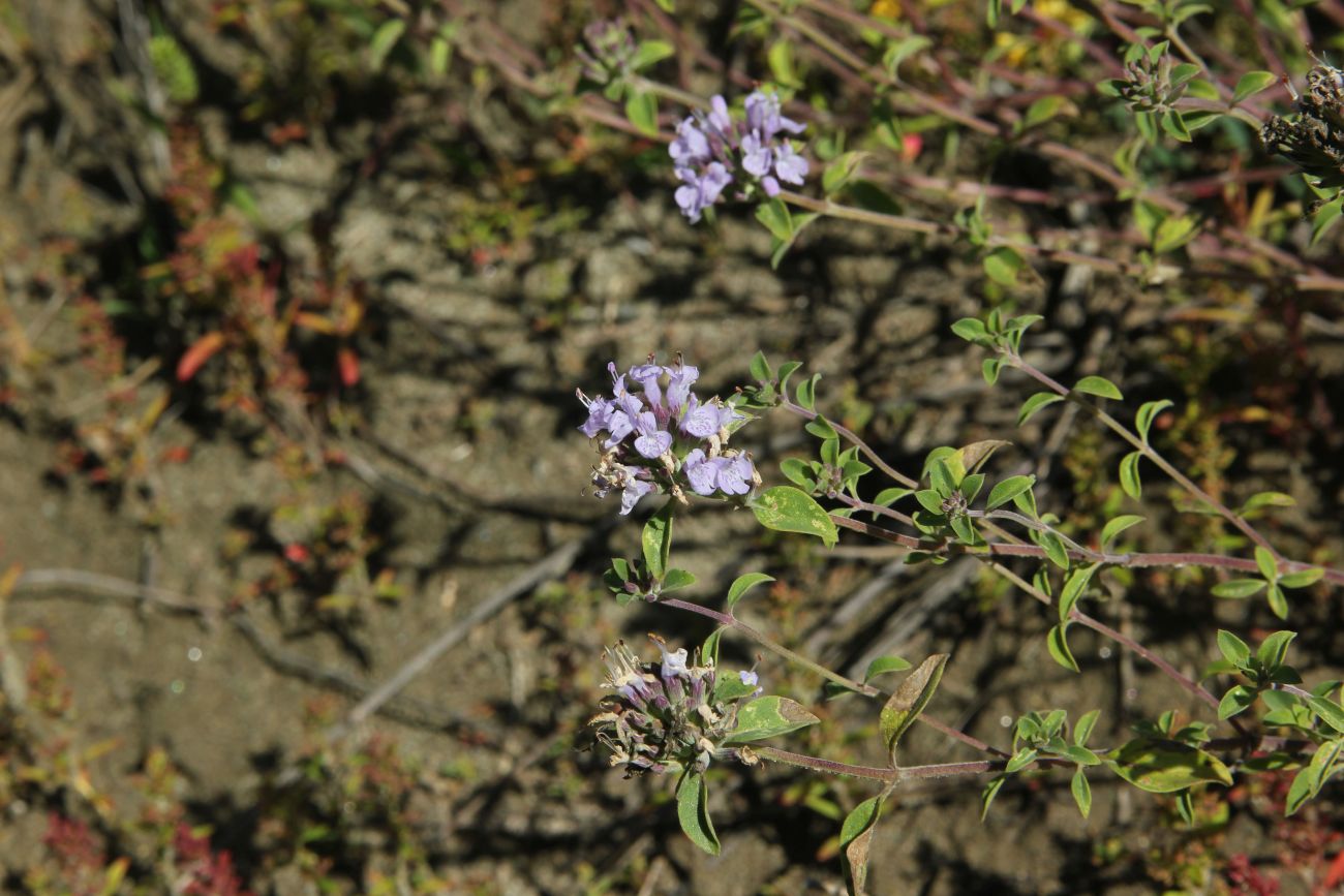 Image of Ziziphora clinopodioides specimen.