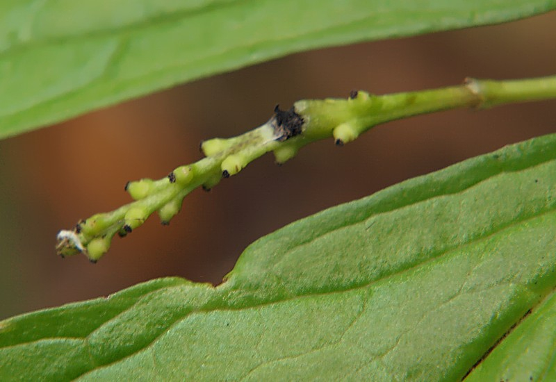 Image of Chloranthus quadrifolius specimen.