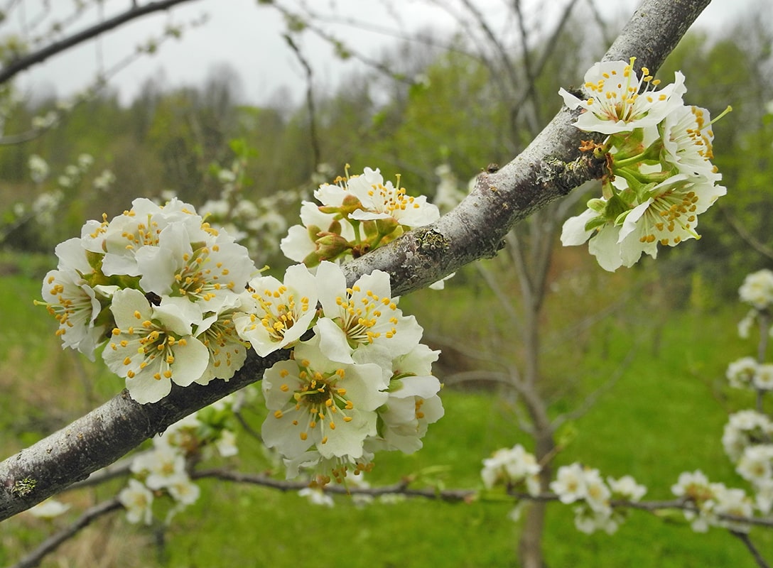 Image of Prunus × rossica specimen.