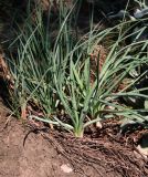 Asphodeline lutea