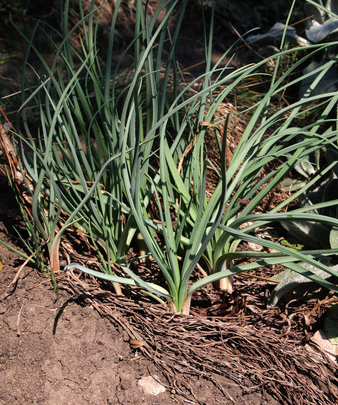 Image of Asphodeline lutea specimen.