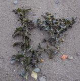 Potamogeton perfoliatus